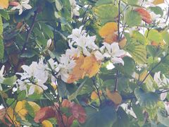 -映月湖公园