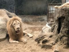 -清迈夜间动物园