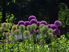 -国家植物园南园