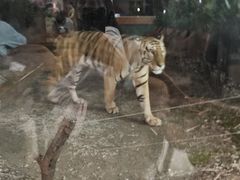 -上海野生动物园老虎餐厅