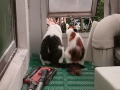 -宠物星动物医院·眼科·异宠·猫科(江南大道总院)