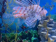 -芜湖新华联大白鲸海洋公园