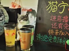 -我爱猫咪·猫咖·狗咖·安哥拉兔·羊驼咖(小寨华旗店)