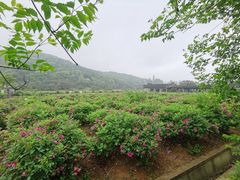 -龙寺生态园