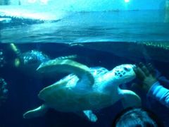 -烟台海昌鲸鲨海洋公园