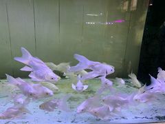 -华声天桥民俗文化园