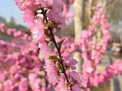 -石家庄市植物园