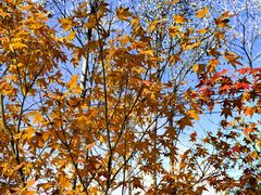 -合肥滨湖国家森林公园