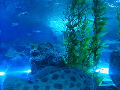 -芜湖新华联大白鲸海洋公园