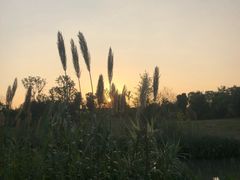 -两河城市森林公园