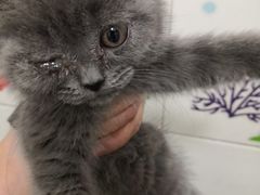 -纳吉亚猫专科动物医院博雅分院
