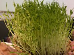 -洪氏嗨捞·猪肚鸡火锅(阳光天地店)
