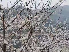 -广州市流溪河国家森林公园