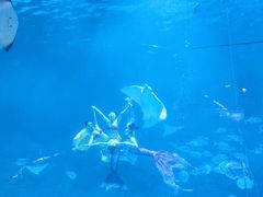 -烟台海昌鲸鲨海洋公园