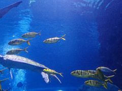 -太平洋海底世界