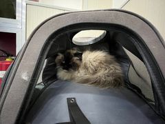 -佳怡动物医院·平价24小时·猫专科骨外科