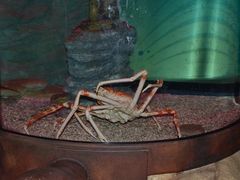 -悉尼海洋生物水族馆