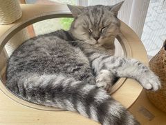 -有猫咖啡umeow coffee