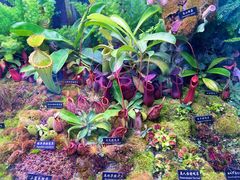 -中国科学院西双版纳热带植物园