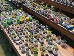 -广东花都香草世界旅游度假区