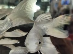-苏州艺都古玩花鸟市场