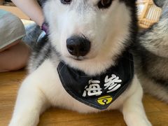 -Husky Go! 哈士奇体验馆·宠物咖啡厅狗咖