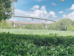 -荷塘月色湿地公园·向阳花洲