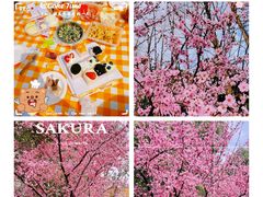 -上海滨江森林公园