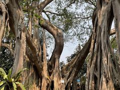 -瑞丽独树成林风景区