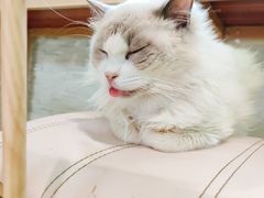 -猫在这儿猫咪咖啡馆·撸猫馆