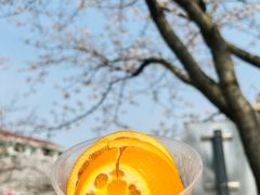 -高东镇樱花园