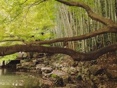 -杭州植物园