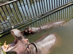 -海南热带野生动植物园