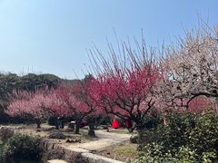 -雨花胜境