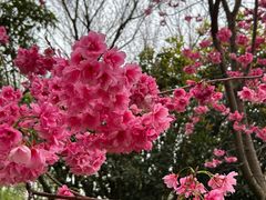-洛龙公园