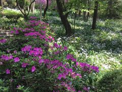 -庐山风景区花径公园