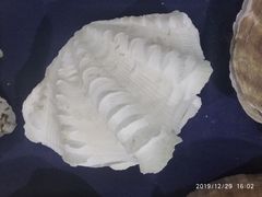 -上海海洋大学鱼文化博物馆(军工路校区)
