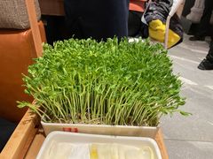活体豌豆苗-左庭右院鲜牛肉火锅(环球港店)