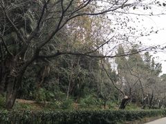 -武汉大学-樱园