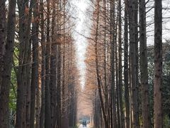 -上海滨江森林公园
