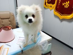 -半岛宠物医院24小时(科华中路店)