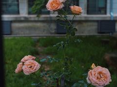 -颐和路民国时期公馆-风貌区