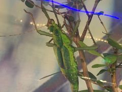 -上海大自然野生昆虫馆(东方明珠·爬宠昆虫探索中心)