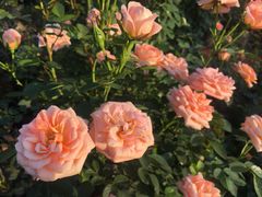 -金陵花卉交易市场