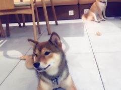 -柴务处·柴犬主题狗咖