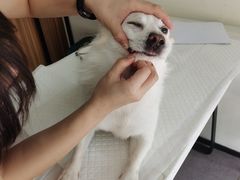 -御宝贝24h宠物医院·转诊中心·CT核磁血透中心(厦门总院)