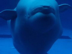 -海合安成都极地海洋公园