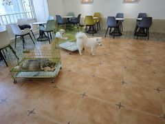 -Let's go狗咖·猫咖·奶狗·桌游(春熙路IFS店)