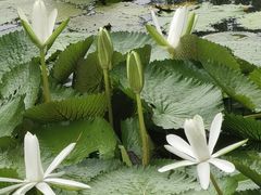 -厦门园林博览苑