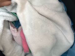 -瑞派·关忠动物医院·猫专科·犬专科(三环新城店)